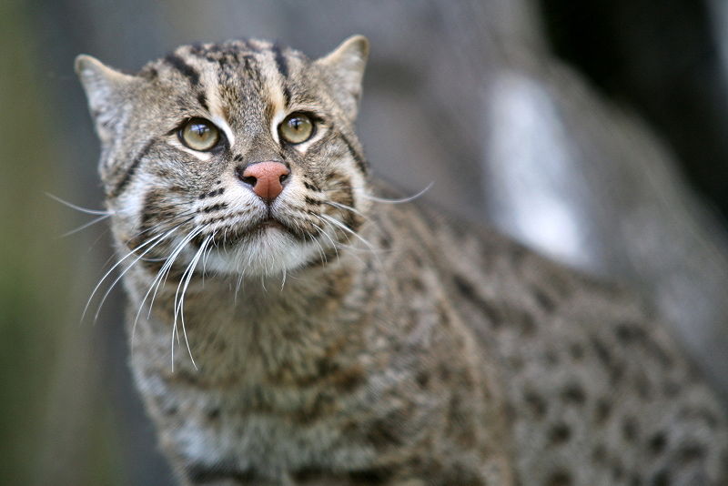 fishing cat pet. What do a fishing cat and a
